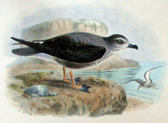Mottled Petrel